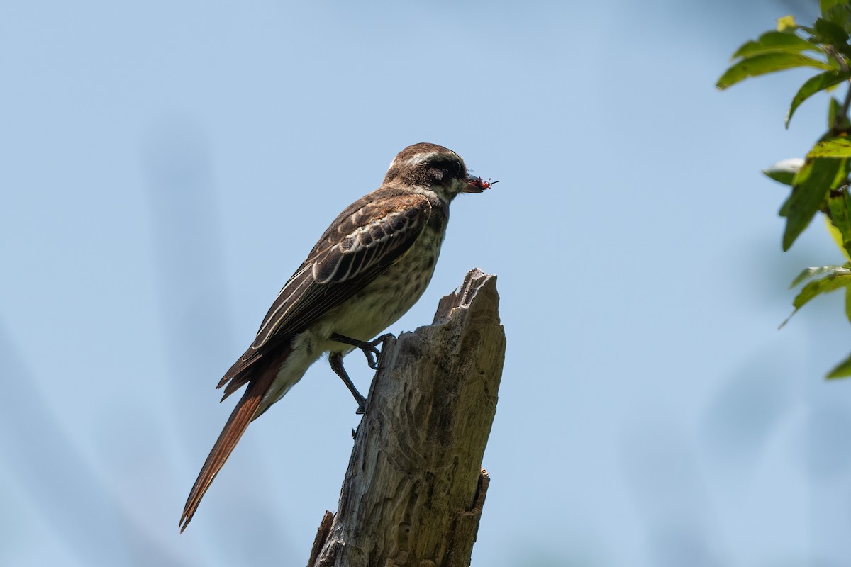 Variegated Flycatcher - ML614142509