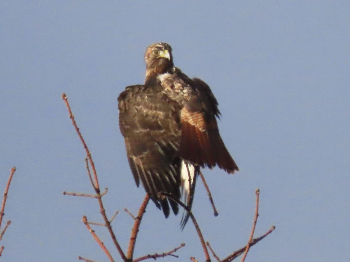 Red-tailed Hawk - ML614142512