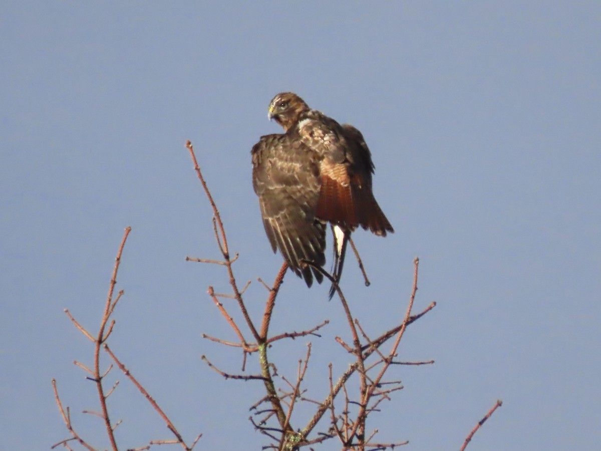 Red-tailed Hawk - ML614142513