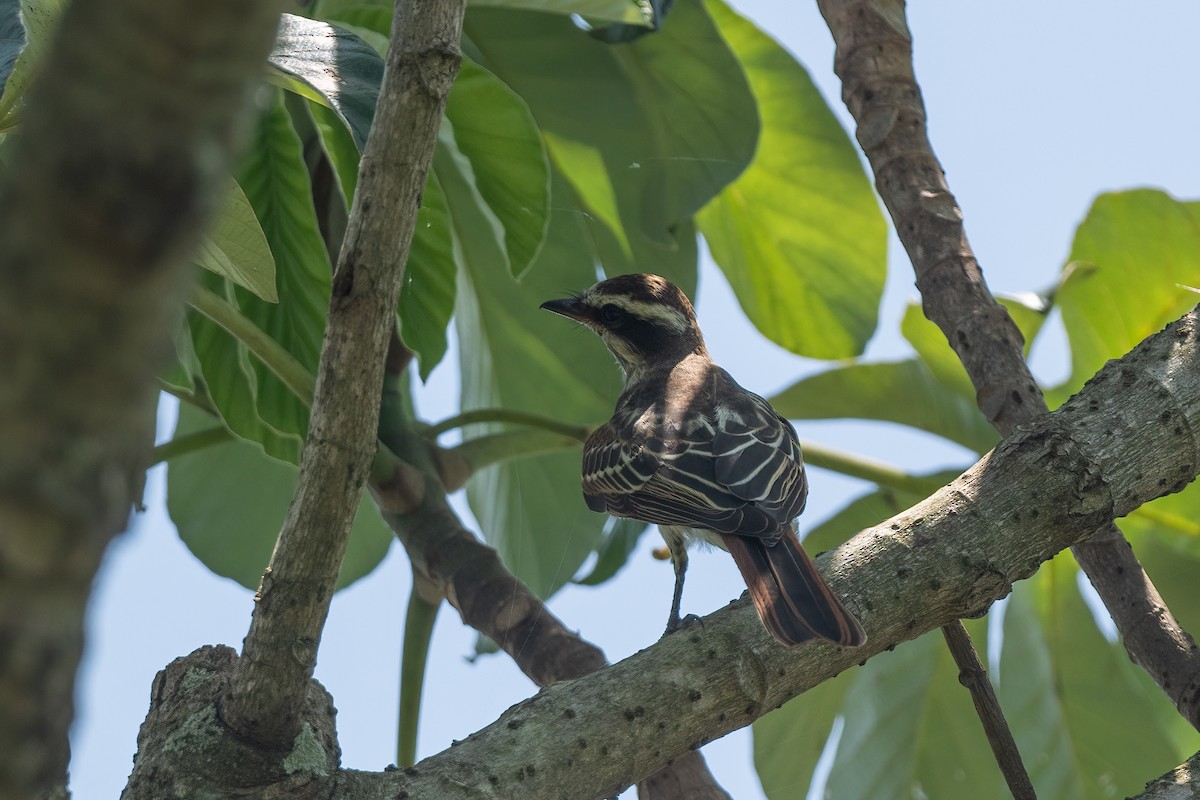 Variegated Flycatcher - ML614142520