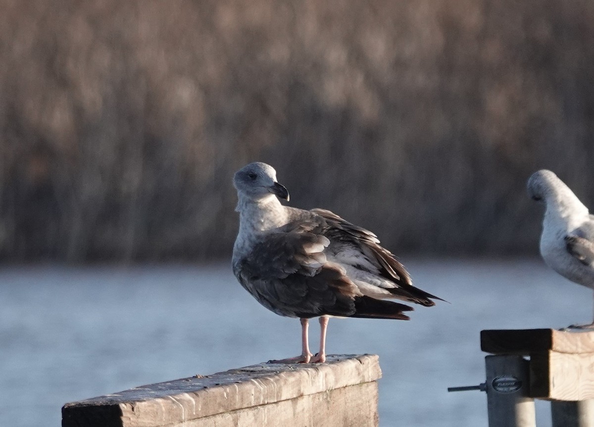 Yellow-footed Gull - ML614142524