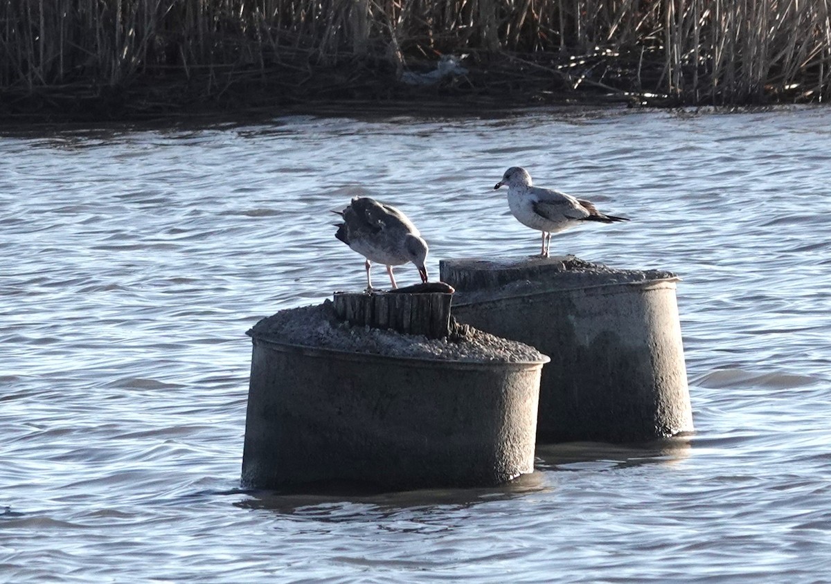 Yellow-footed Gull - ML614142525