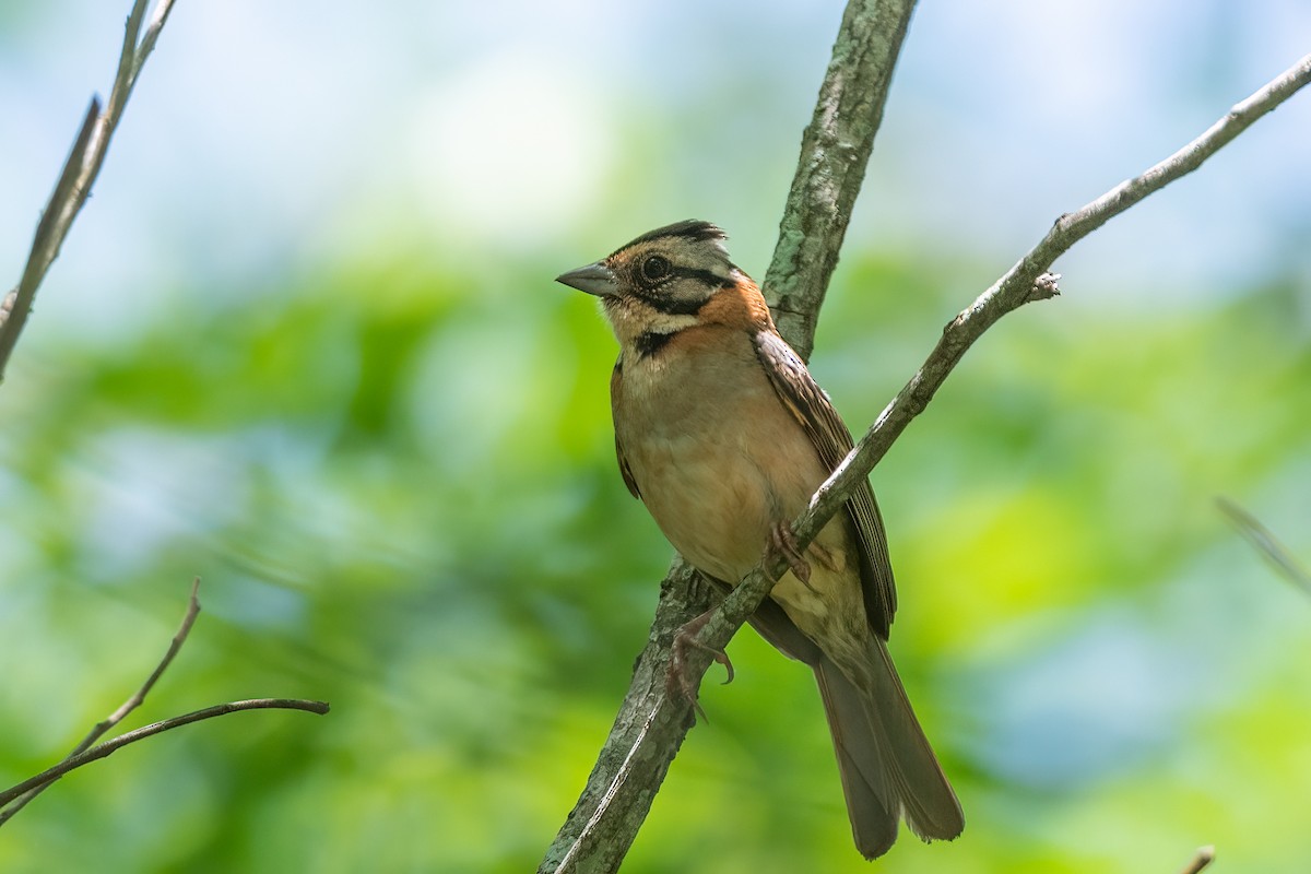 Rufous-collared Sparrow - ML614142533