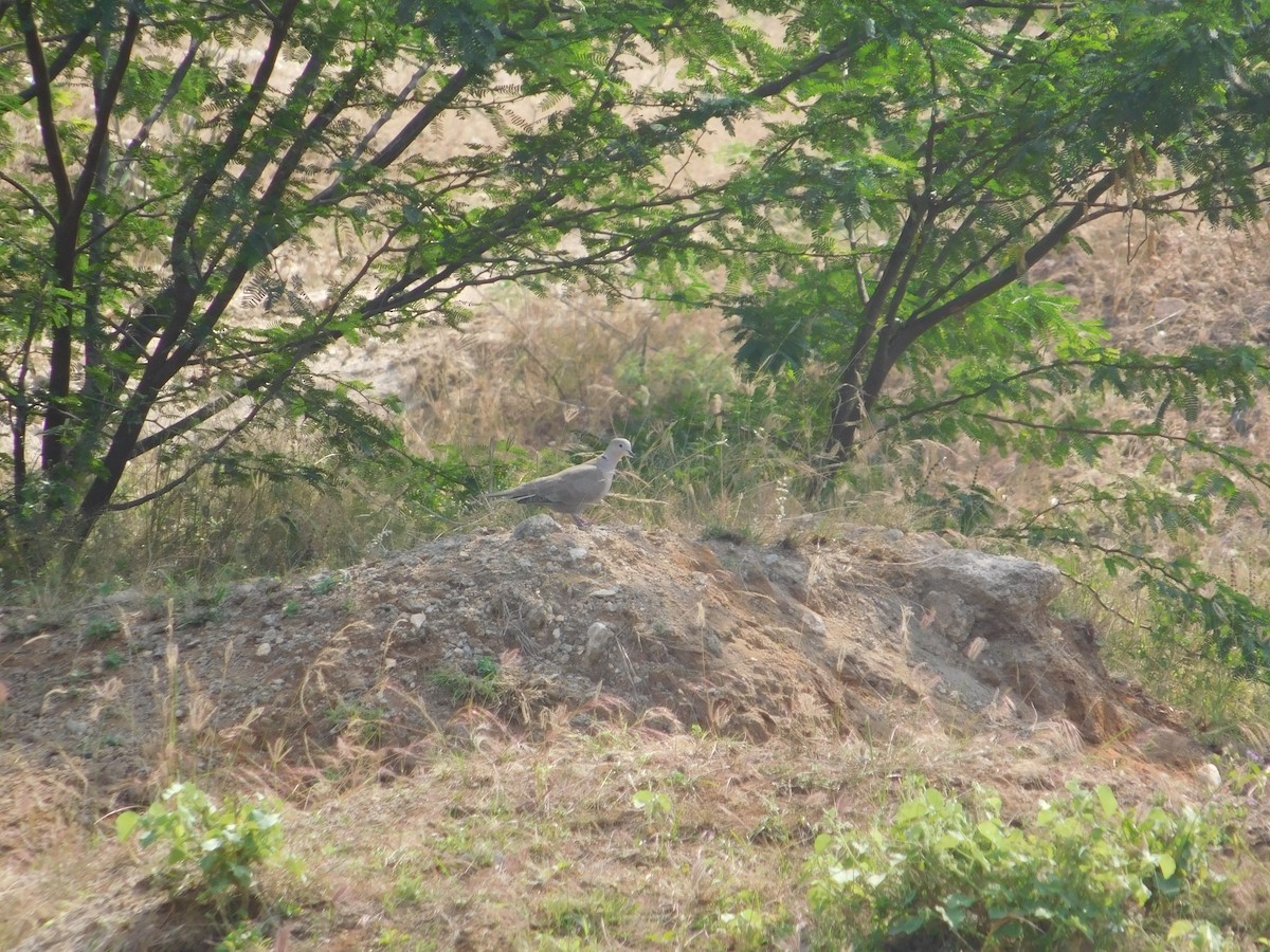 Eurasian Collared-Dove - ML614142562