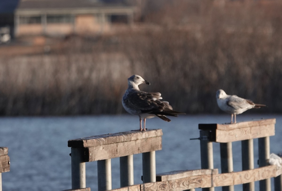 Yellow-footed Gull - ML614142563