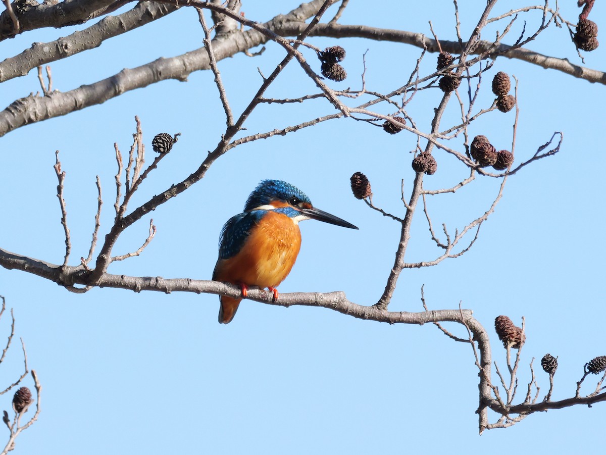 Common Kingfisher - ML614142564