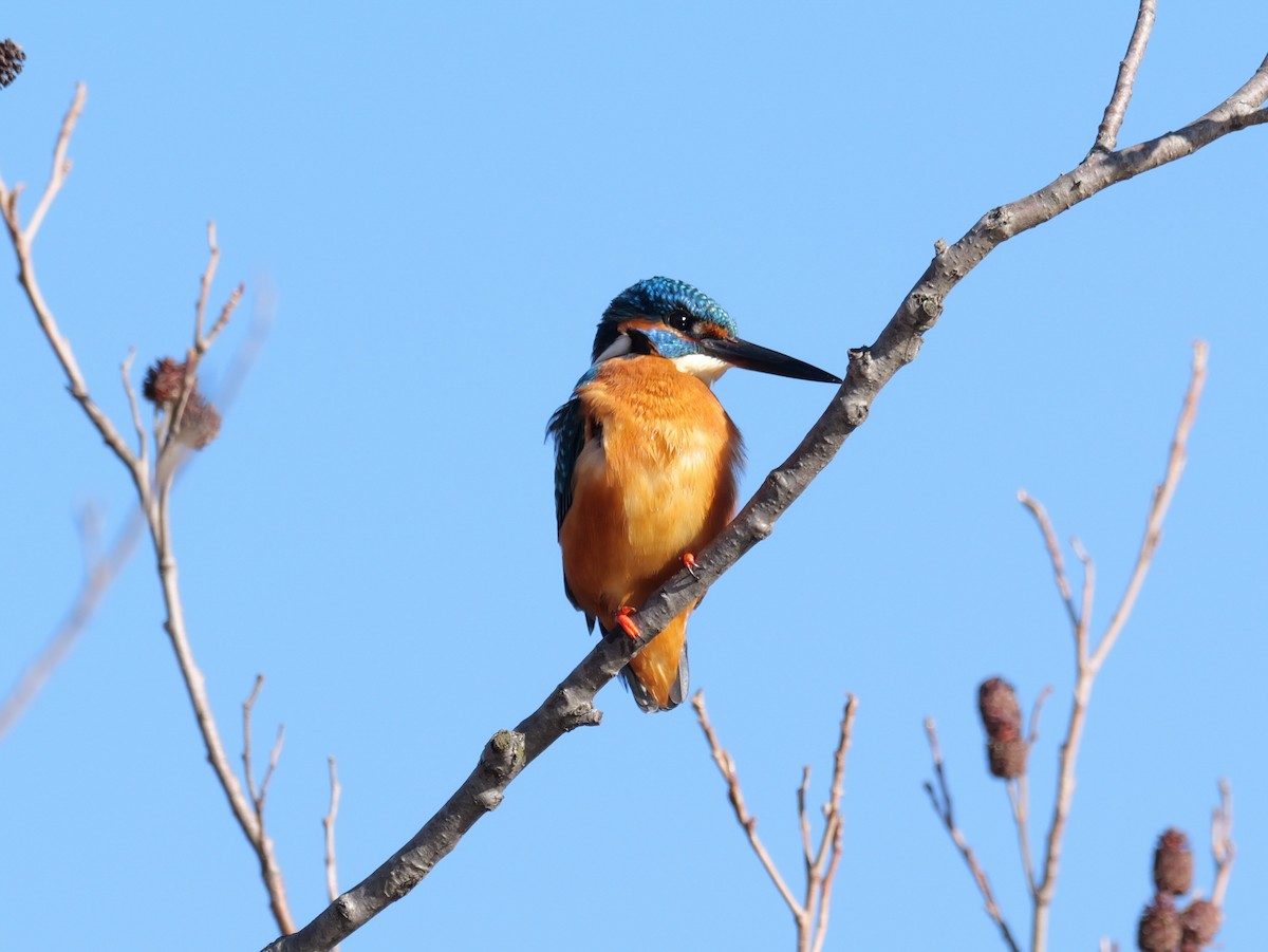 Common Kingfisher - ML614142566