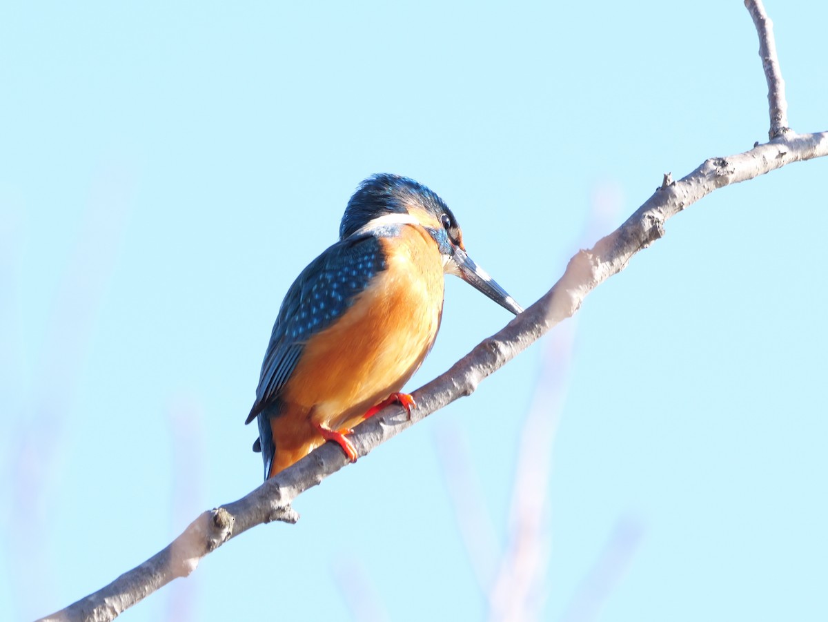 Common Kingfisher - ML614142568