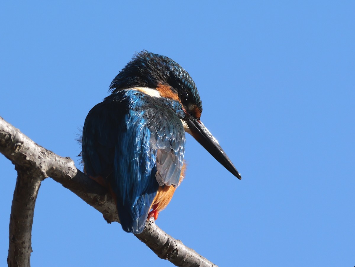 Common Kingfisher - ML614142569