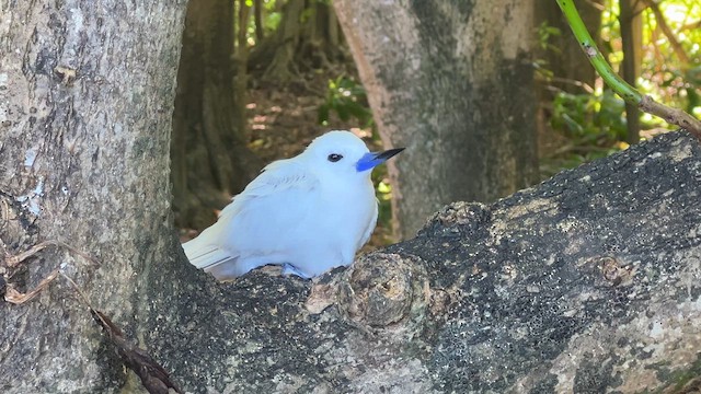 White Tern - ML614142580