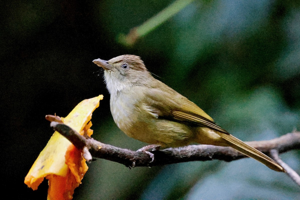 Gray-eyed Bulbul (Gray-eyed) - Martin Hosier