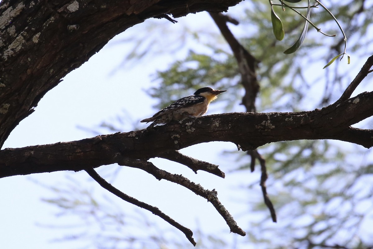 White-fronted Woodpecker - ML614142717