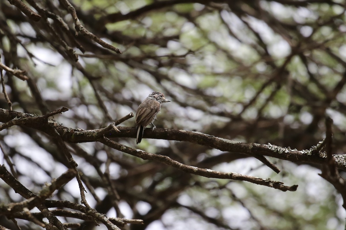 White-barred Piculet - ML614142721