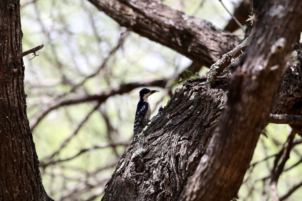 White-fronted Woodpecker - ML614142725