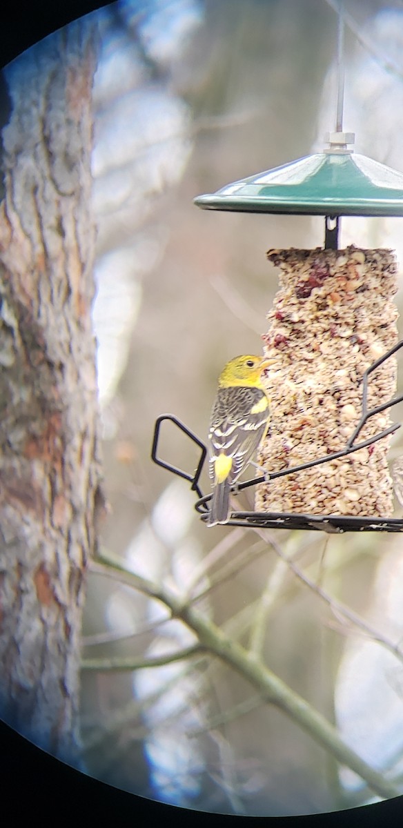 Western Tanager - ML614142733