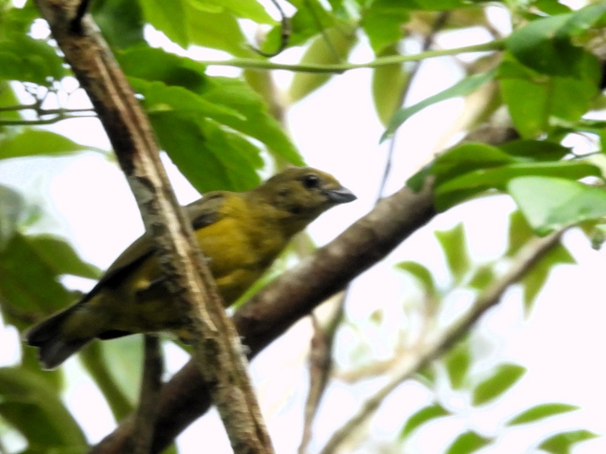 Palm Tanager - ML614142799
