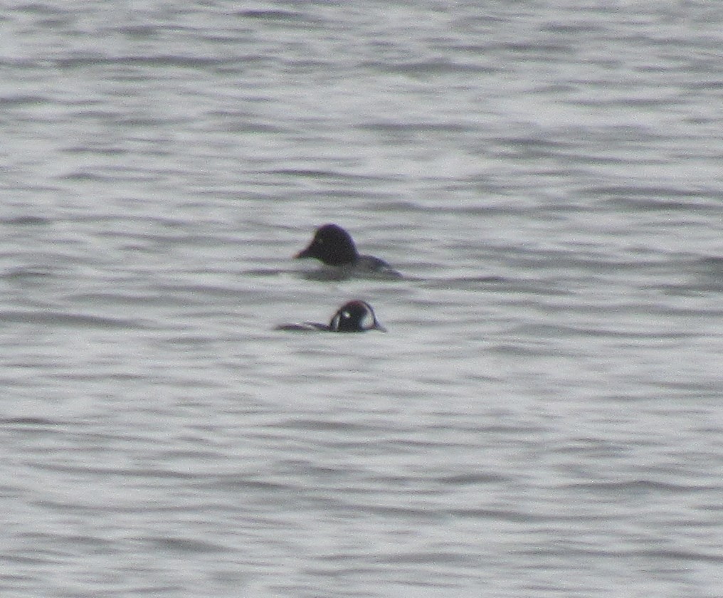 Harlequin Duck - ML614142802