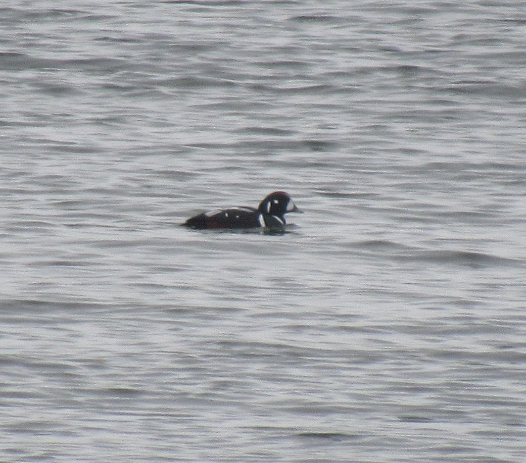 Harlequin Duck - The Vermont Birder Guy