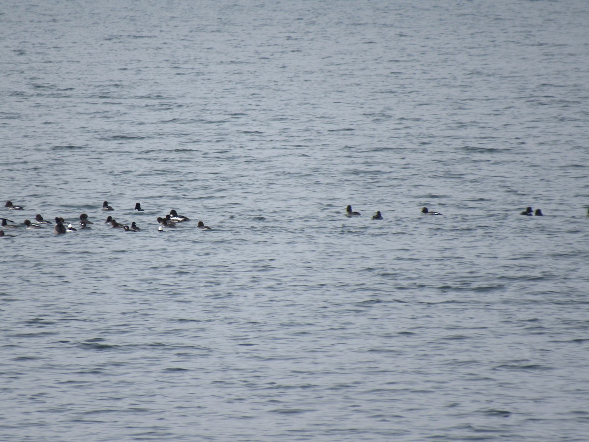 Bufflehead - The Vermont Birder Guy