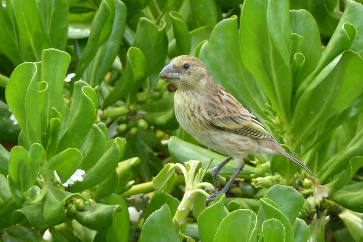 Laysan Finch - George Wallace