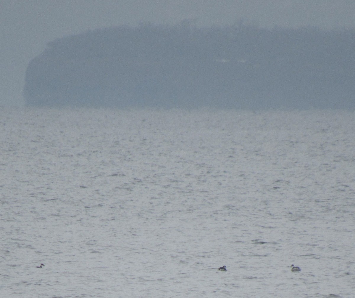 Horned Grebe - The Vermont Birder Guy