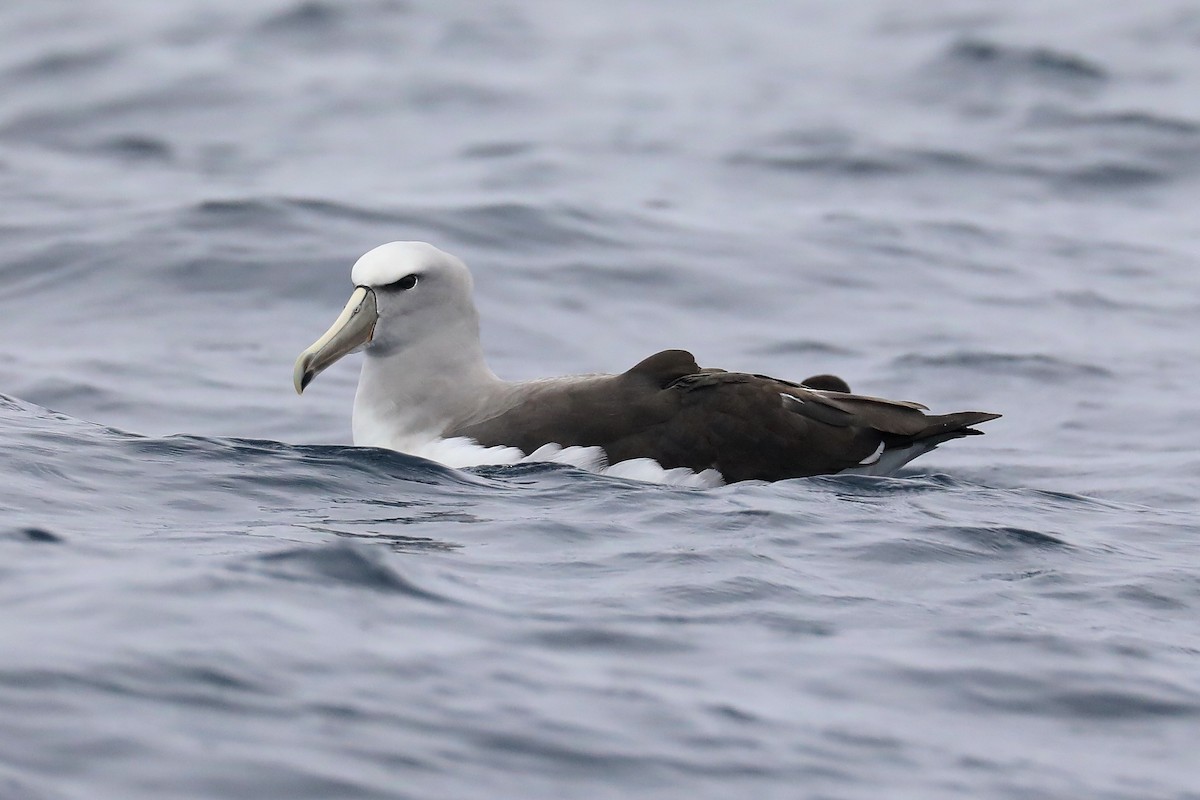 Salvin's Albatross - ML614142872