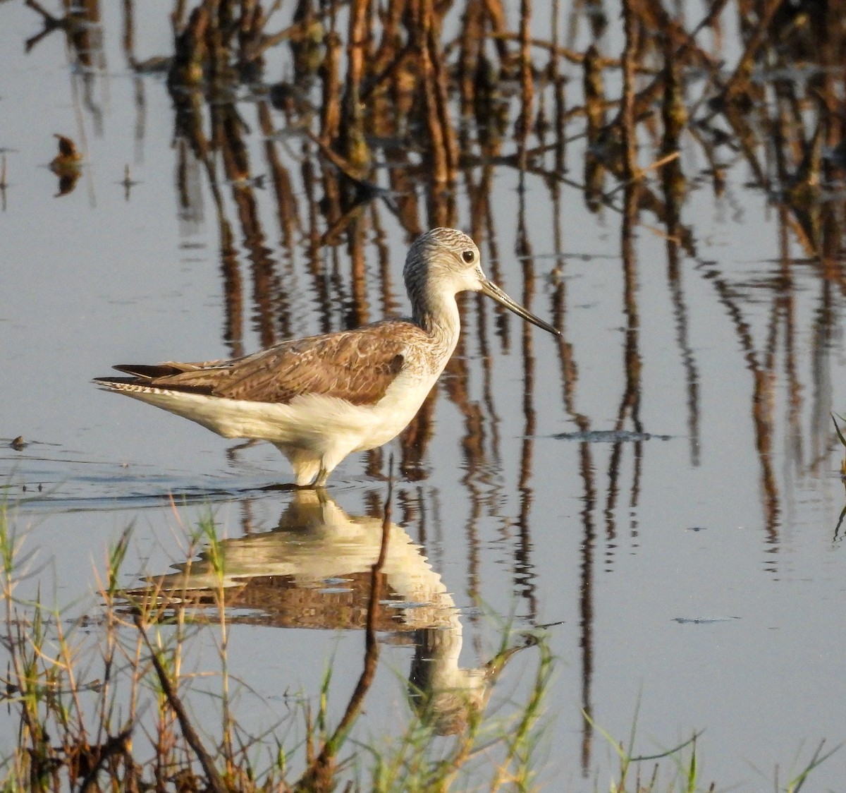 Common Greenshank - ML614142880