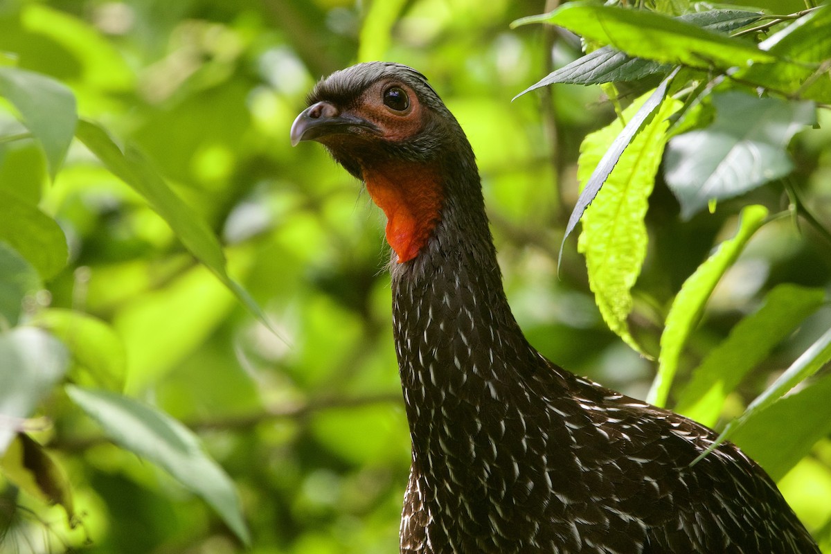 Red-faced Guan - ML614143022