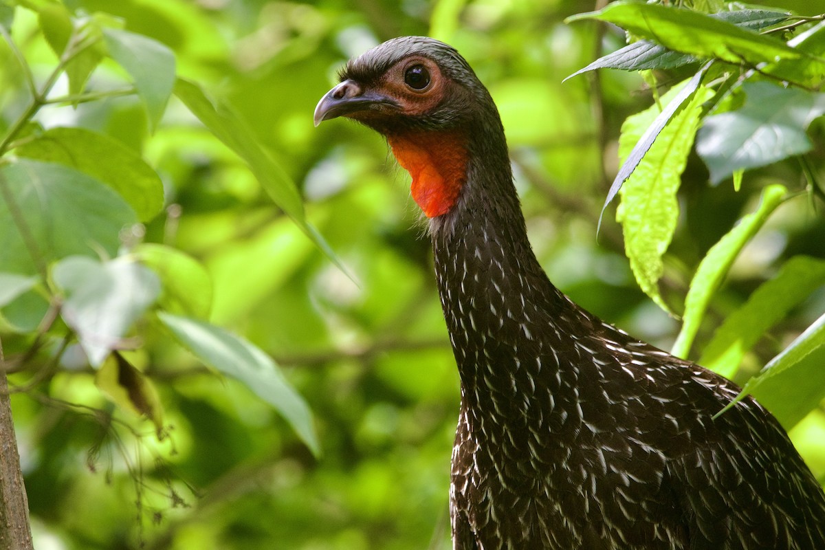 Red-faced Guan - Dimitris Salas