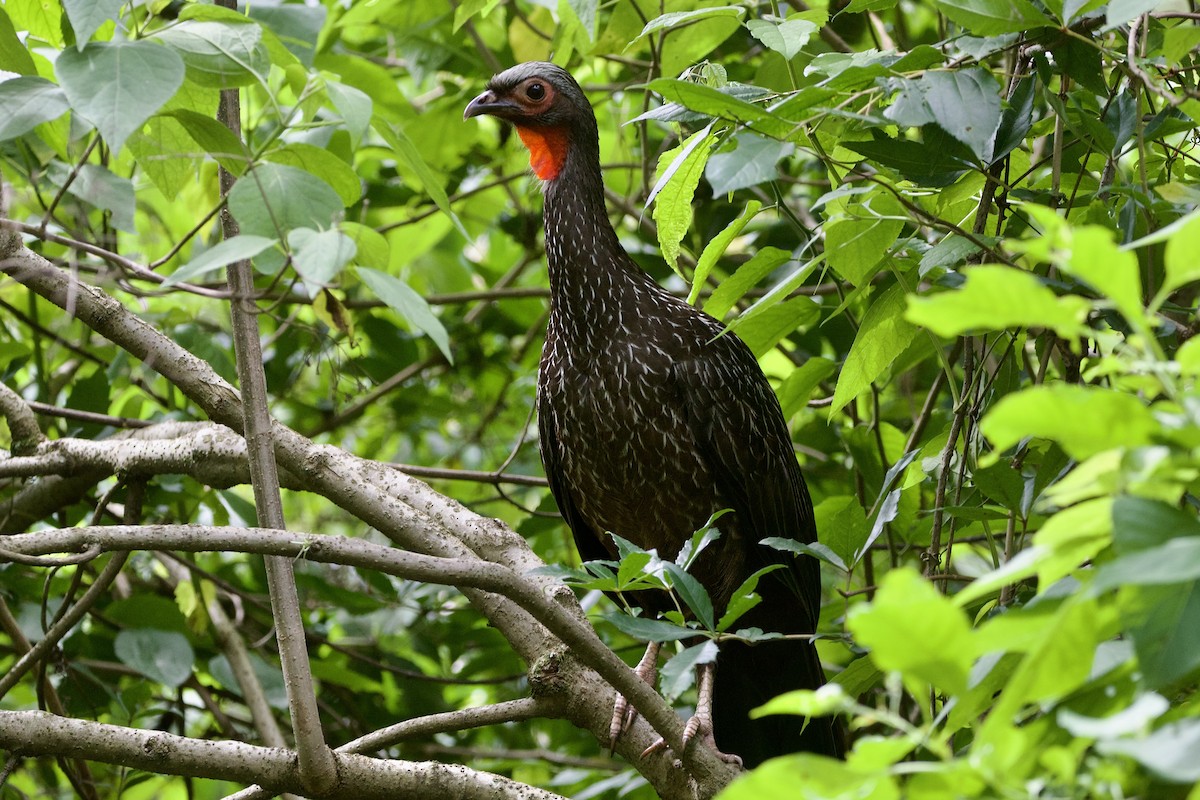 Red-faced Guan - Dimitris Salas