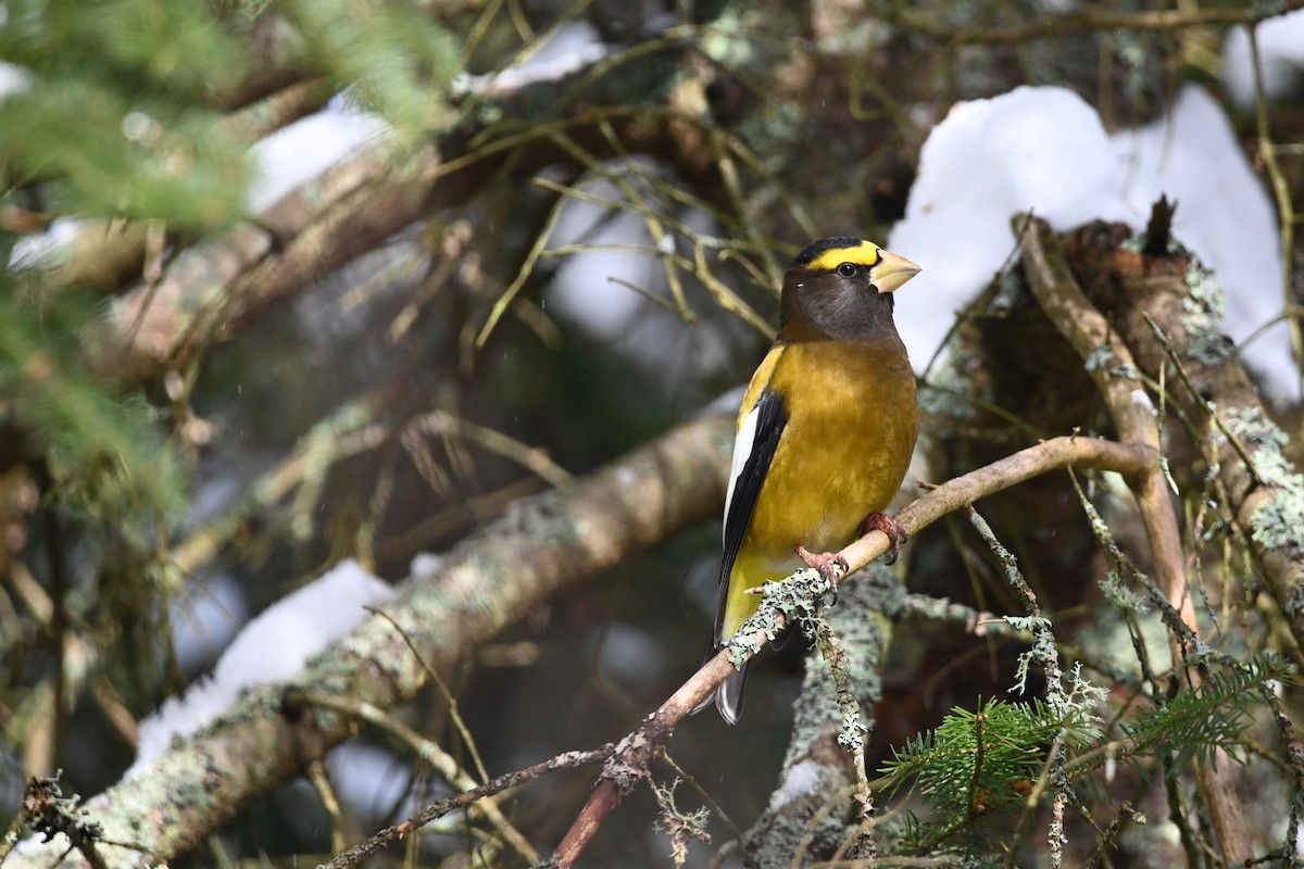 Evening Grosbeak - ML614143045