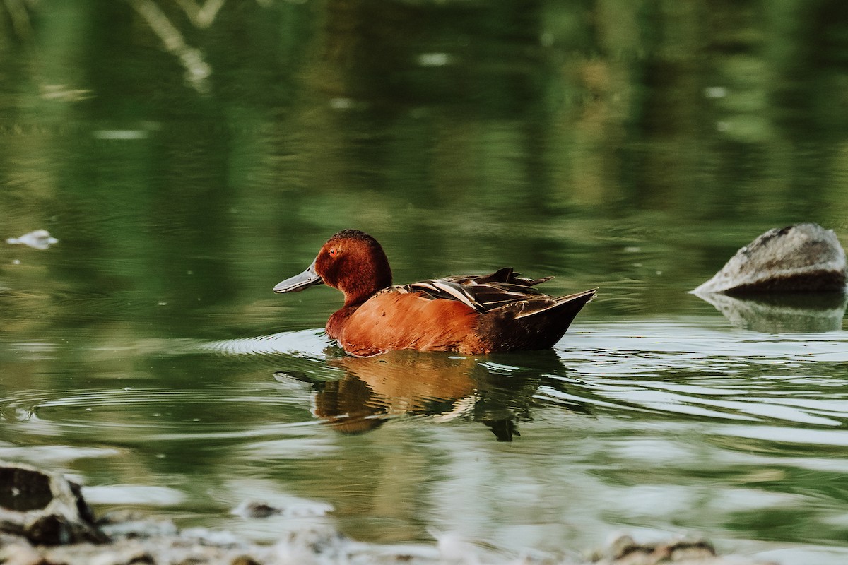 Cinnamon Teal - ML614143095