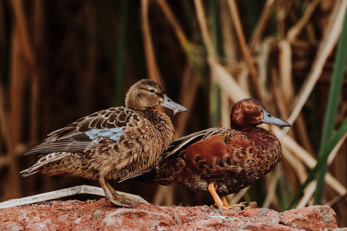 Cinnamon Teal - ML614143096