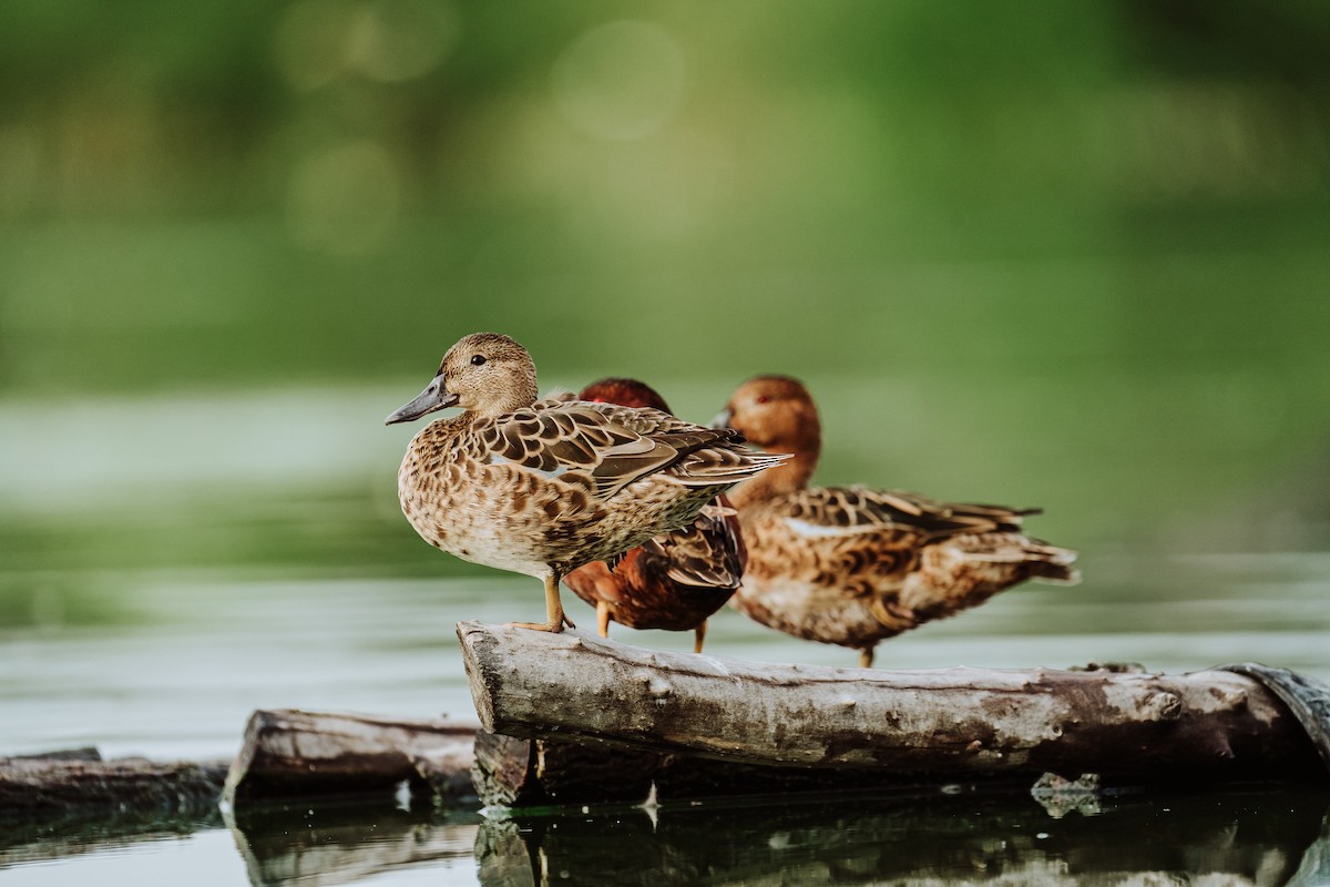 Cinnamon Teal - ML614143097