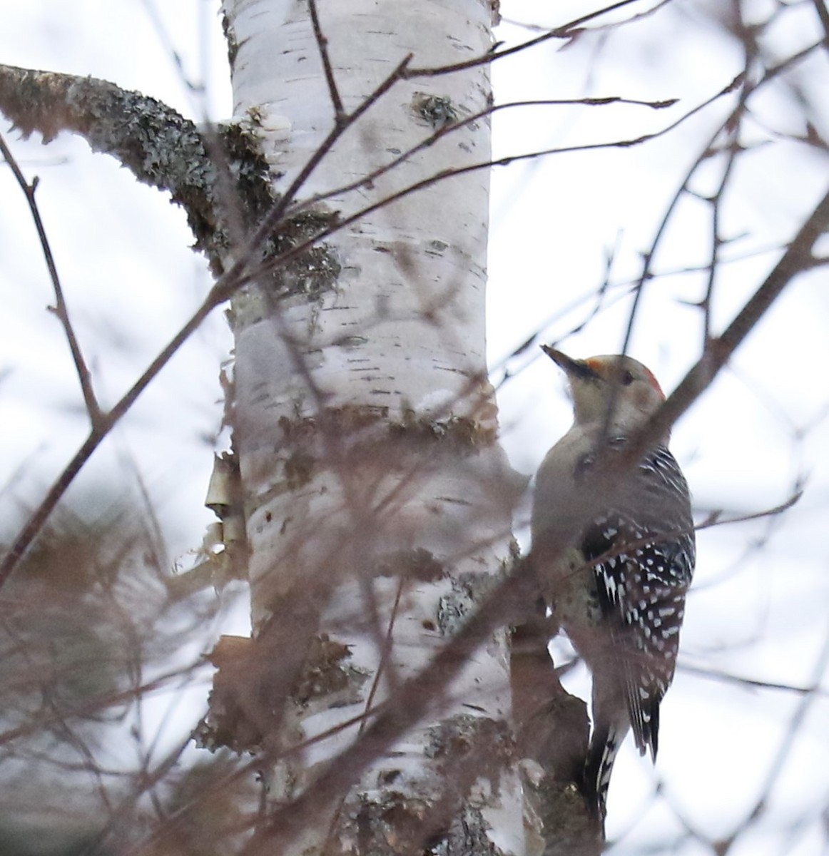 Red-bellied Woodpecker - ML614143133