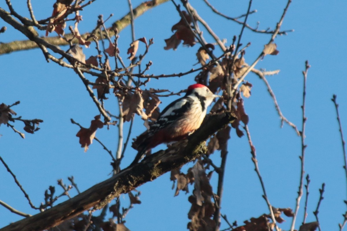 Middle Spotted Woodpecker - ML614143150