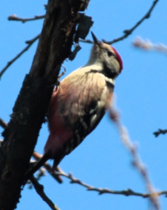 Middle Spotted Woodpecker - ML614143151