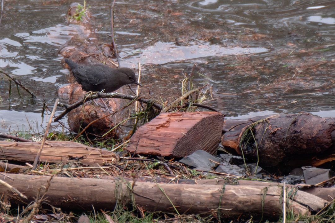 American Dipper - ML614143160