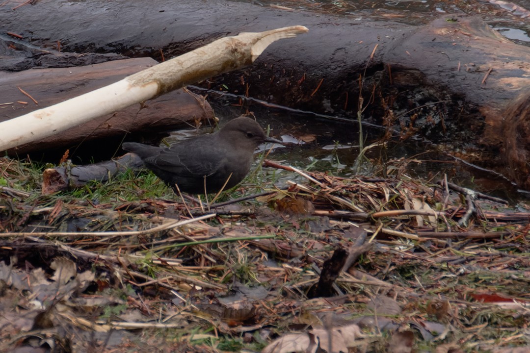 American Dipper - ML614143202