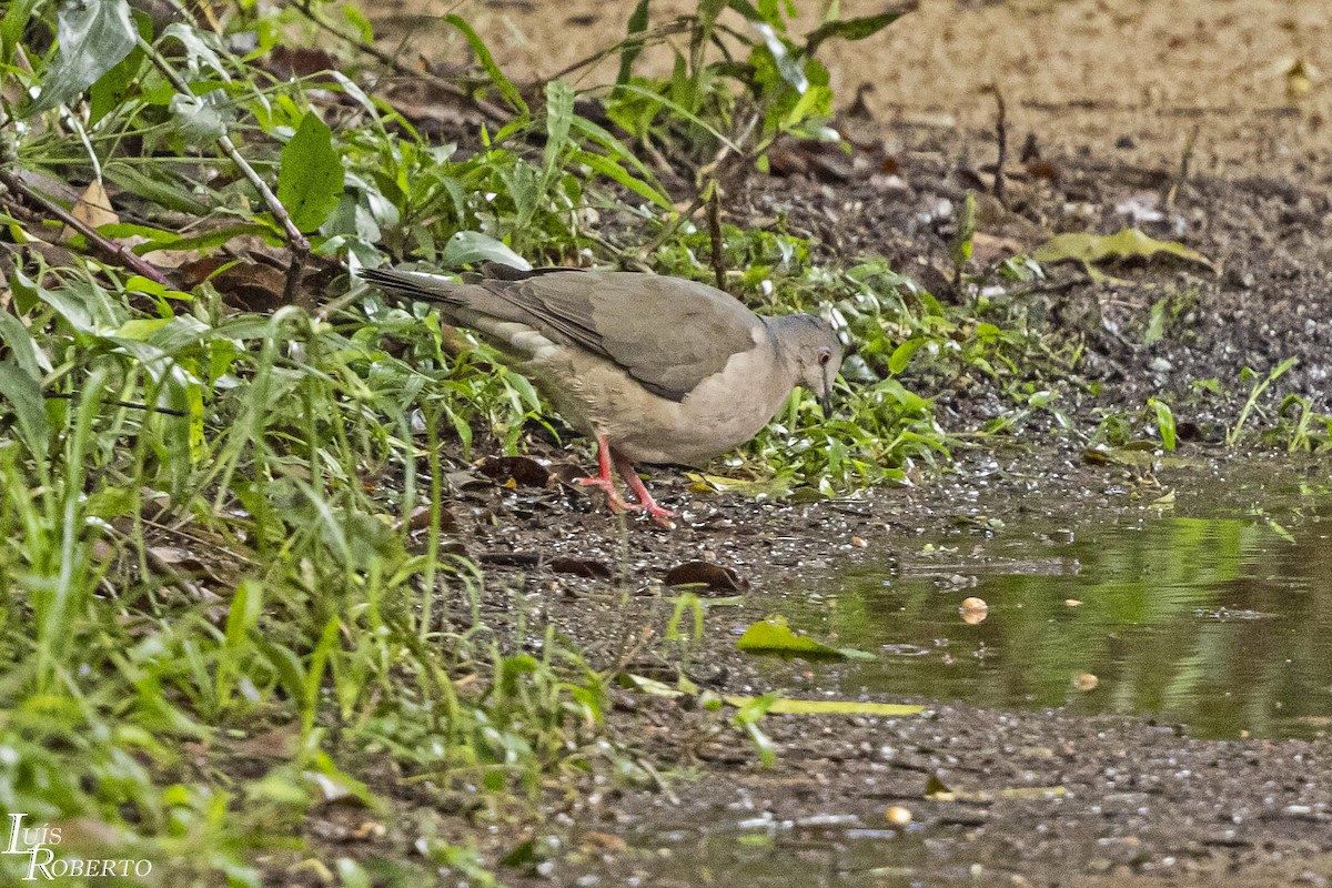 White-tipped Dove - ML614143250