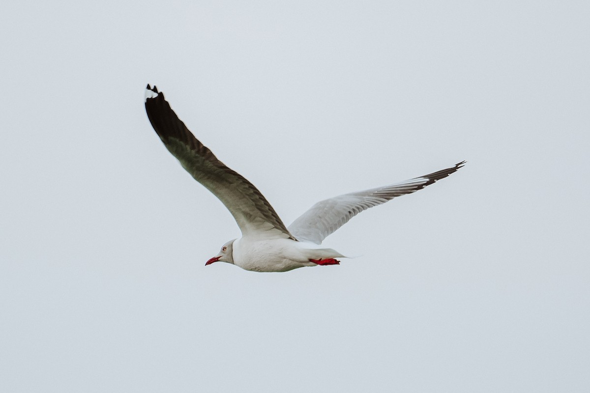 Gaviota Cabecigrís - ML614143294