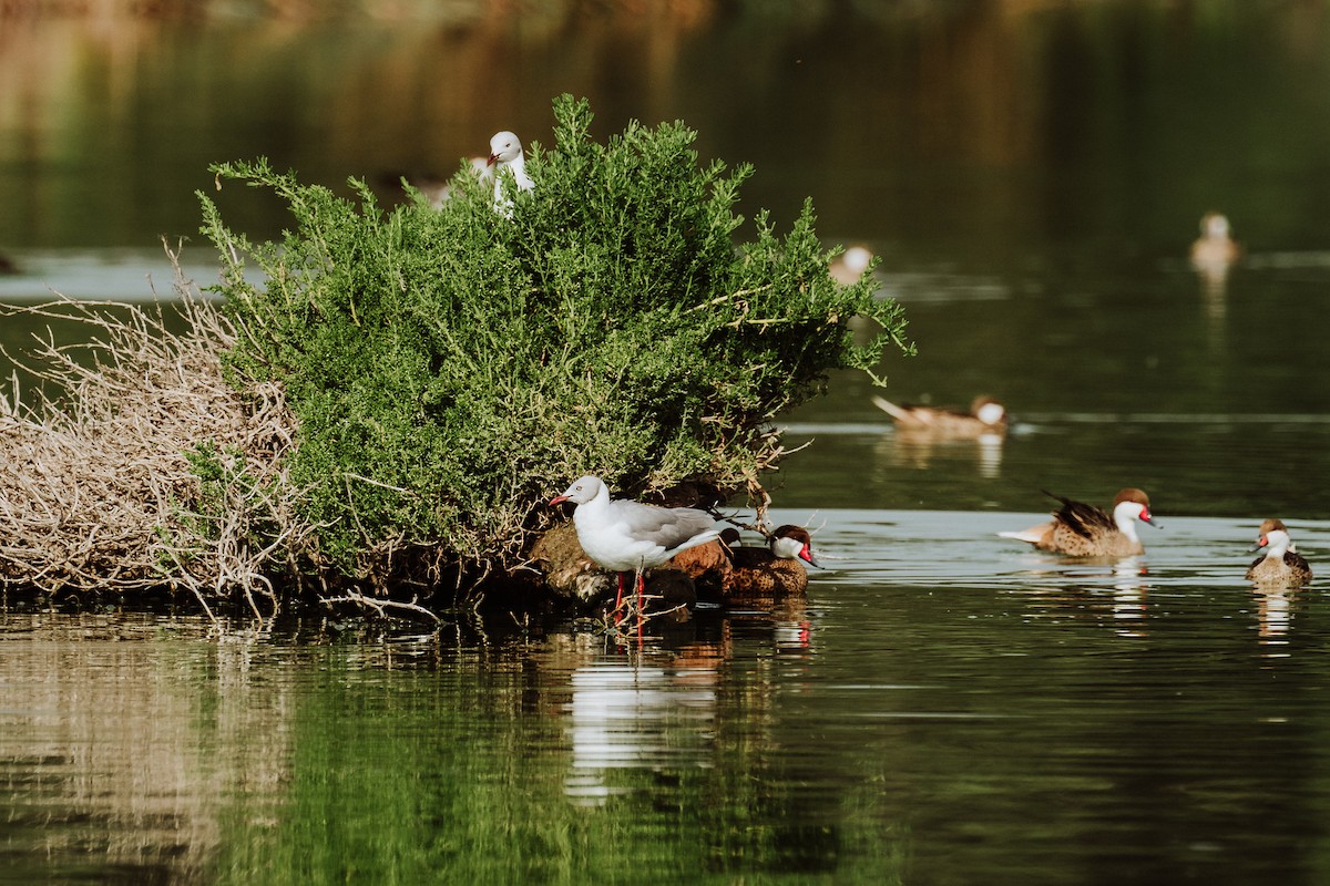 Mouette à tête grise - ML614143302