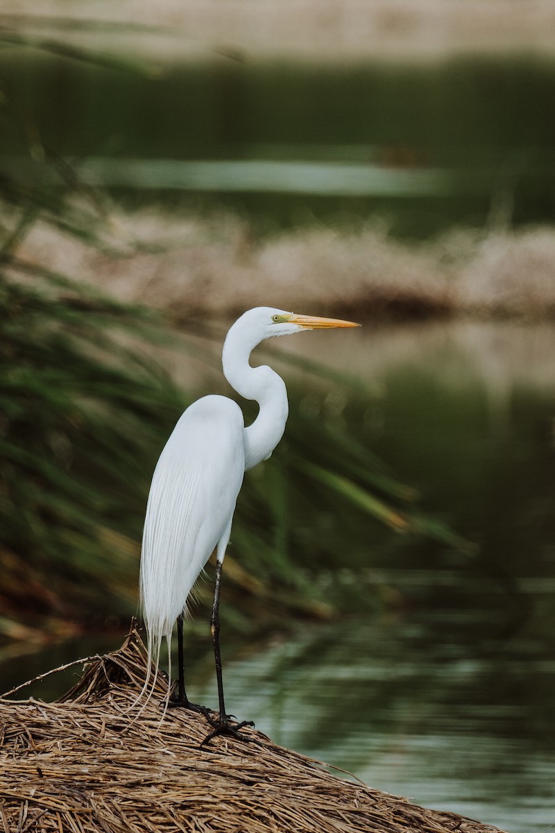 Great Egret - Renato David Rojas Cánova