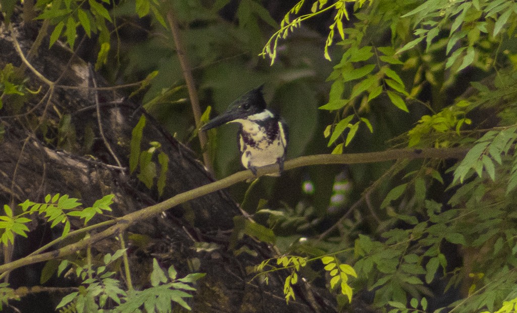 Amazon Kingfisher - ML614143380