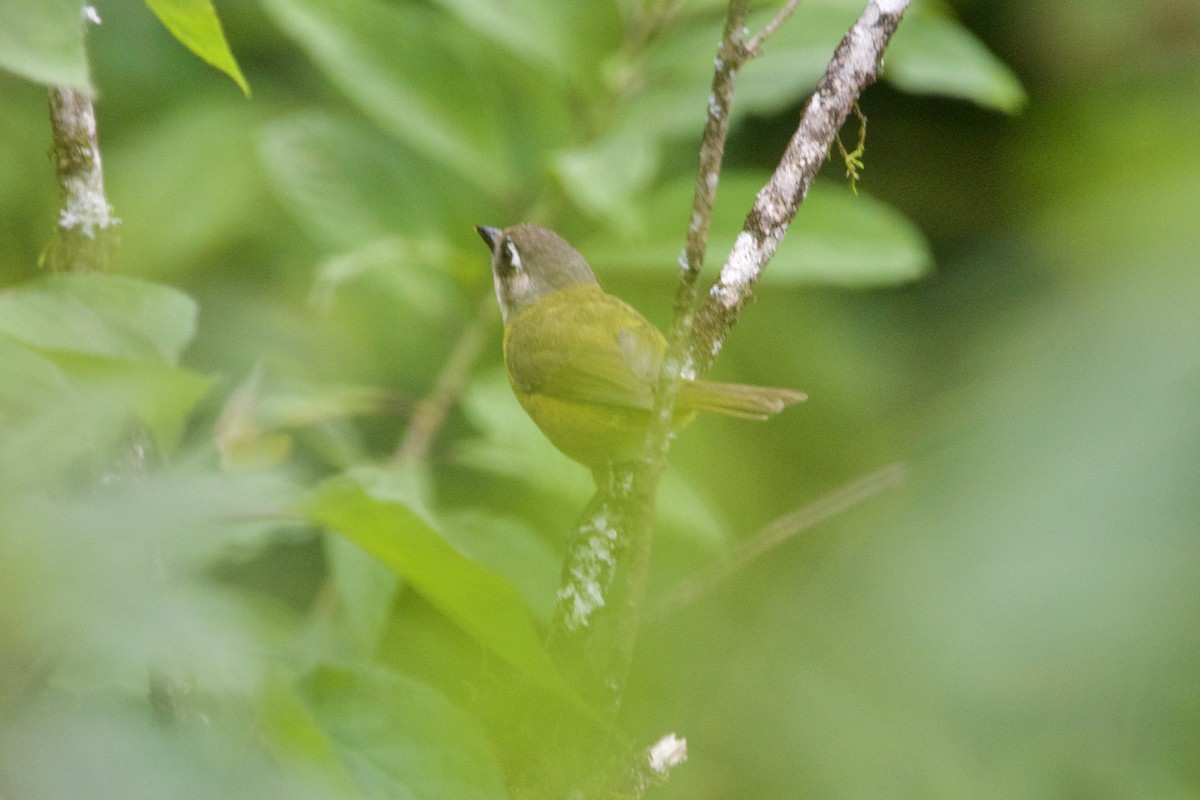 Common Chlorospingus - ML614143381