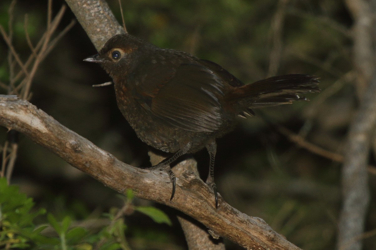 Chestnut-throated Huet-huet - ML614143423