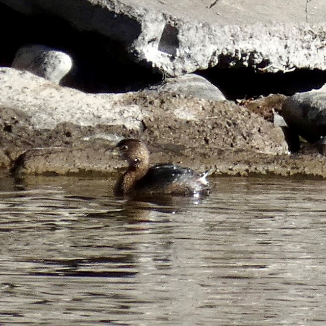 Pied-billed Grebe - ML614143505