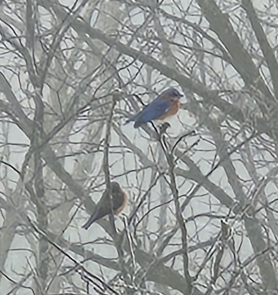 Eastern Bluebird - ML614143525