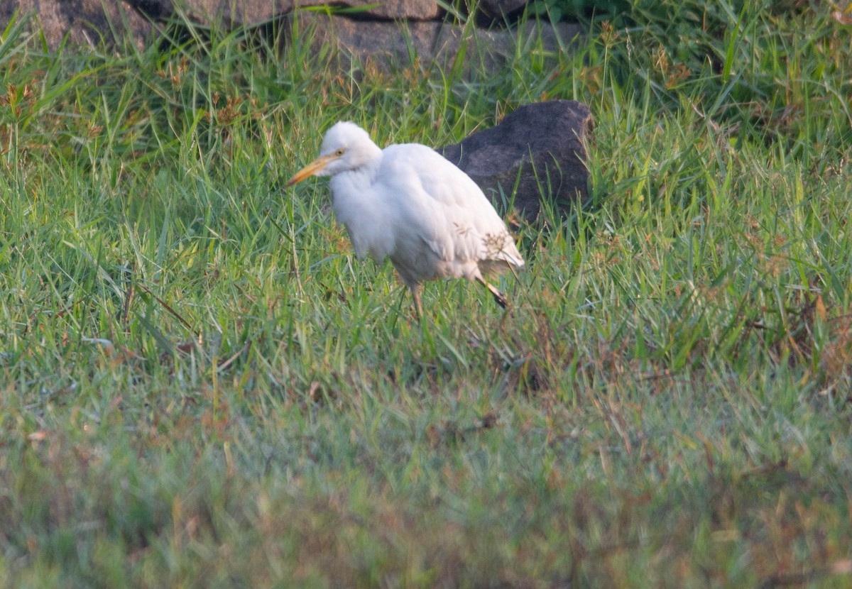 Eastern Cattle-Egret - ML614143692