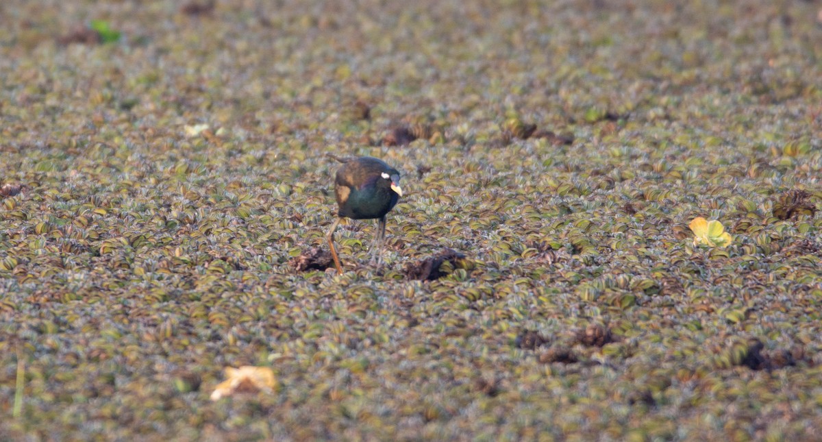 Bronze-winged Jacana - ML614143709